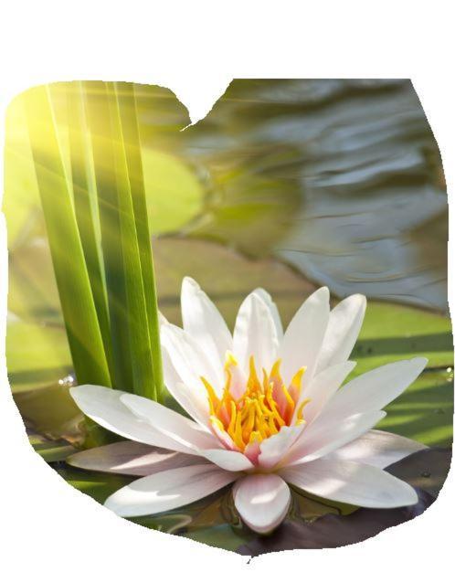 Lotus Flower 圣托切瑟 外观 照片